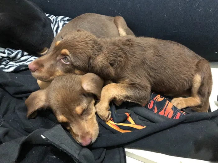 Cachorro ra a SRD idade Abaixo de 2 meses nome M2