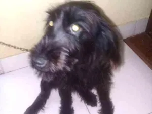 Cachorro raça Sem identificação  idade 7 a 11 meses nome Flor