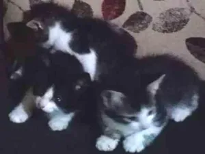 Gato raça gato  idade Abaixo de 2 meses nome não tem 