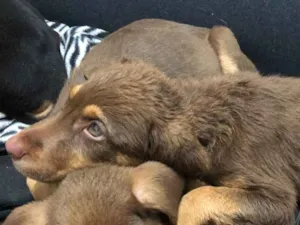 Cachorro raça SRD idade Abaixo de 2 meses nome M1