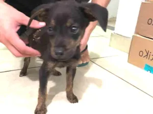 Cachorro raça SRD idade Abaixo de 2 meses nome Xmini