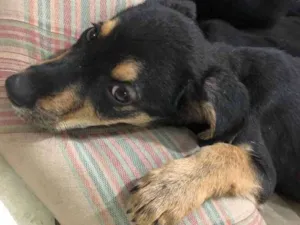 Cachorro raça Srd idade Abaixo de 2 meses nome X2