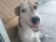 Pérola