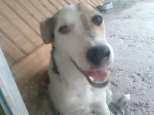 Cachorro raça Misturada  idade 1 ano nome Pérola