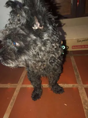 Cachorro raça Poodle  idade 2 a 6 meses nome Não sei 