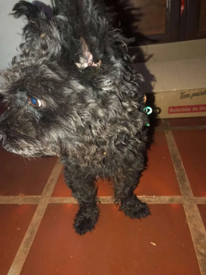 Cachorro ra a Poodle  idade 2 a 6 meses nome Não sei 