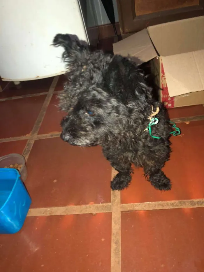 Cachorro ra a Poodle  idade 2 a 6 meses nome Não sei 