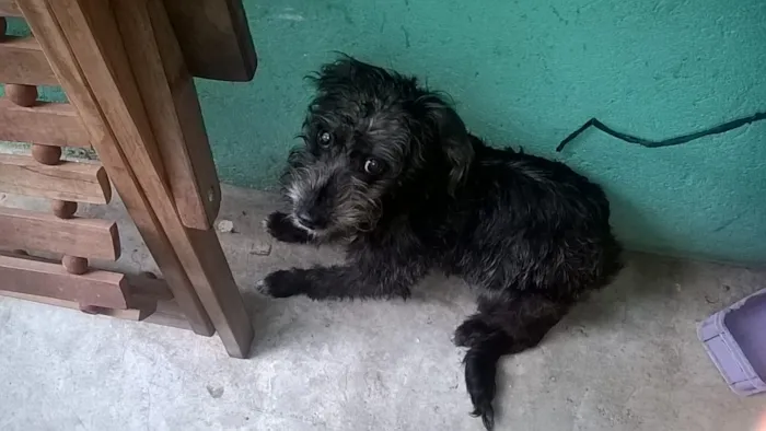 Cachorro ra a srd idade 7 a 11 meses nome sofhy