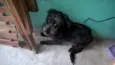 sofhy