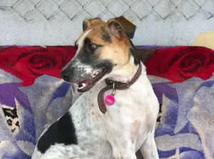 Cachorro raça SRD idade  nome Carol