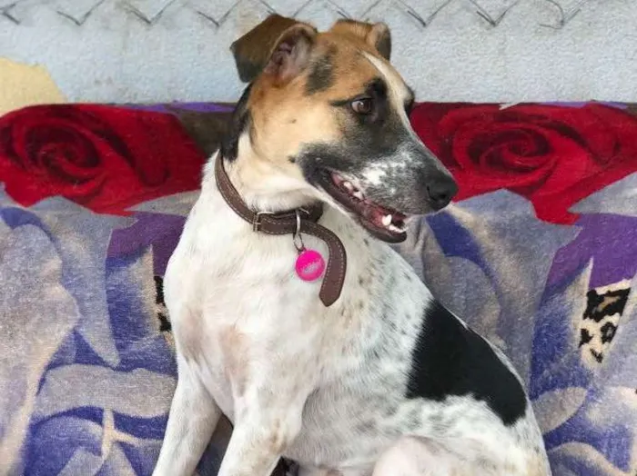 Cachorro ra a Srd idade  nome Carol