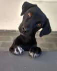 Cacau