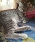 lyonzinho,davizinho,
