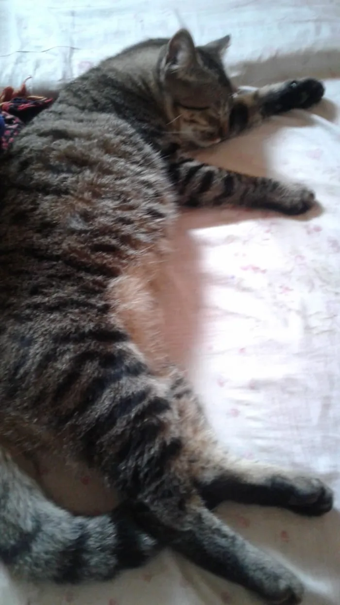 Gato ra a indefinida idade 7 a 11 meses nome lyonzinho,davizinho,