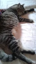 lyonzinho,davizinho,