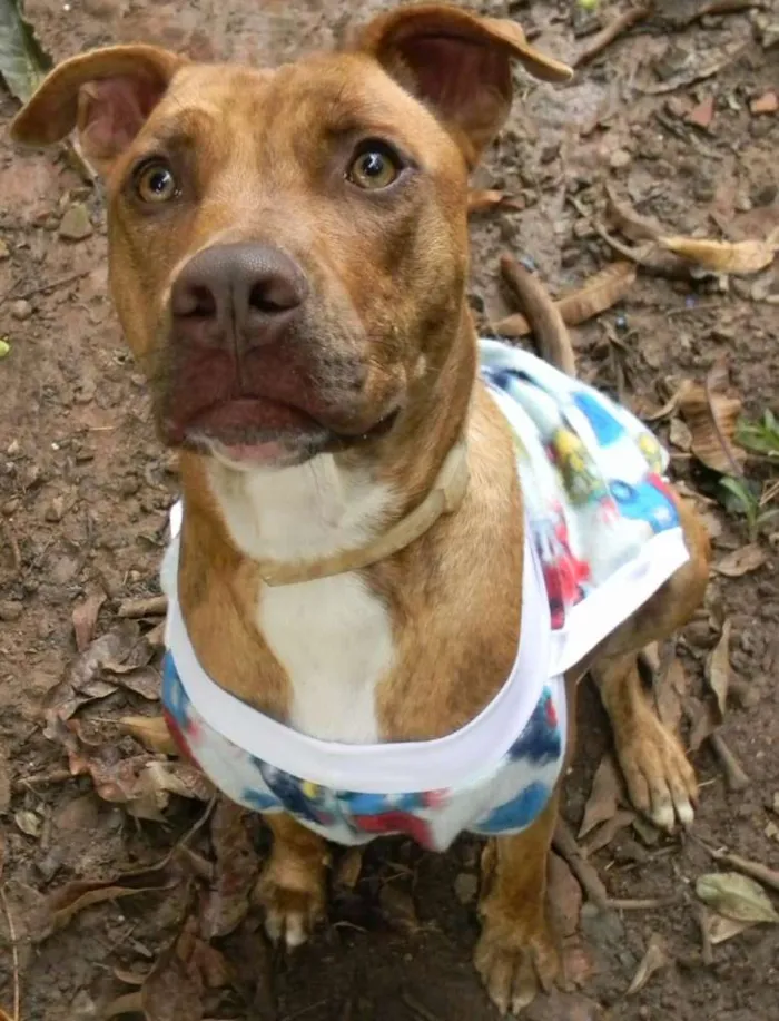 Cachorro raça Mix de Pit idade 1 ano nome RAIKA