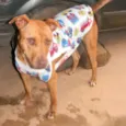 Cachorro raça Mix de Pit idade 1 ano nome RAIKA
