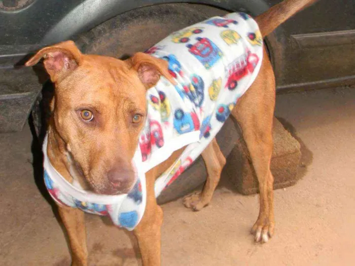 Cachorro raça Mix de Pit idade 1 ano nome RAIKA