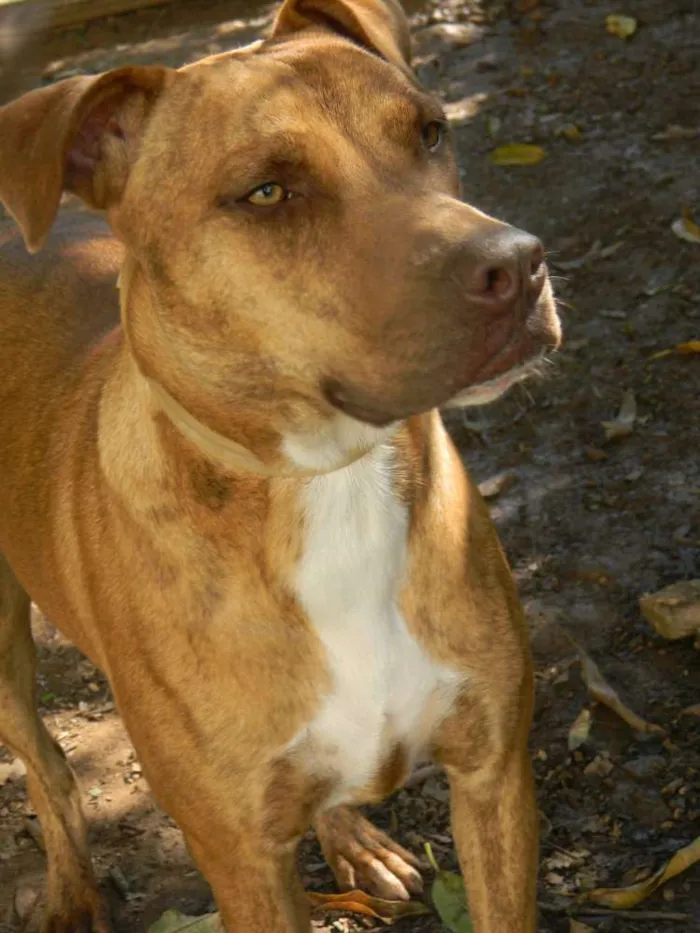 Cachorro raça Mix de Pit idade 1 ano nome RAIKA