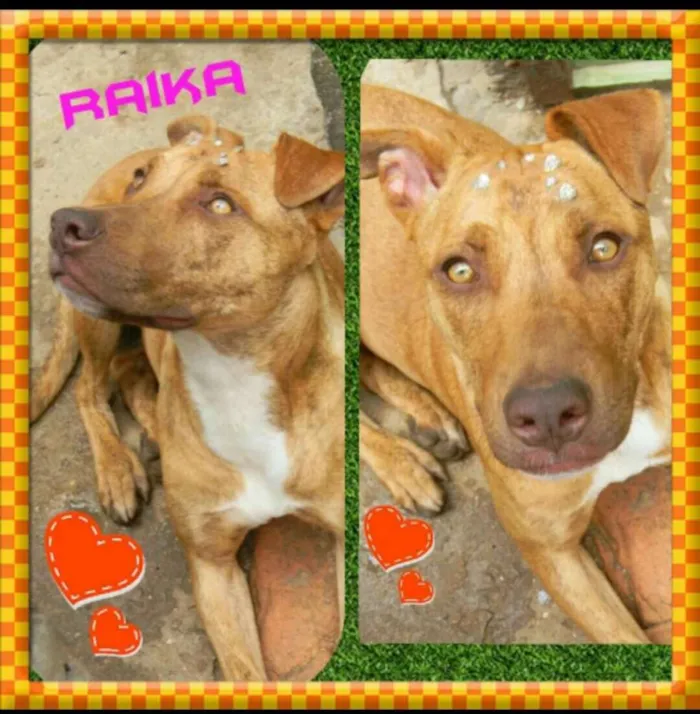 Cachorro raça Mix de Pit idade 1 ano nome RAIKA