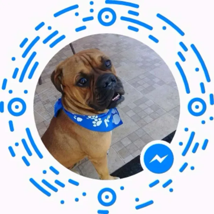 Cachorro ra a Box idade 2 a 6 meses nome Kadaf
