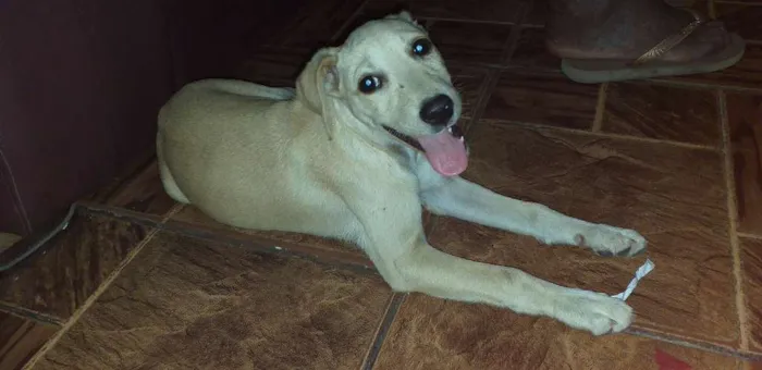 Cachorro ra a Viralata idade 2 a 6 meses nome Babi