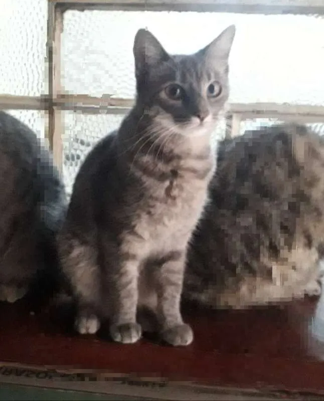 Gato ra a indefinida idade 7 a 11 meses nome faniquita