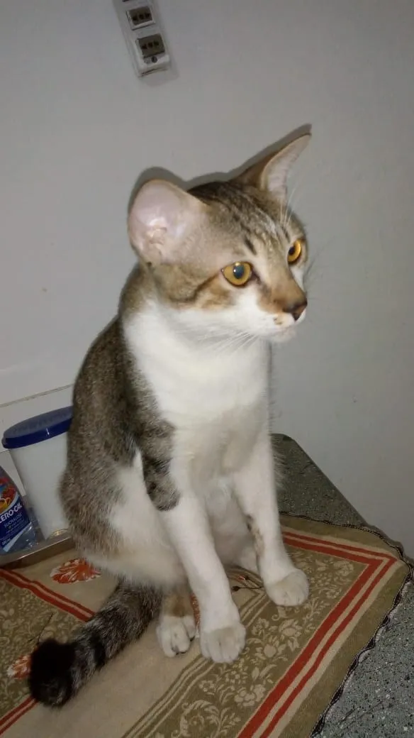 Gato ra a Srd idade 7 a 11 meses nome Tom
