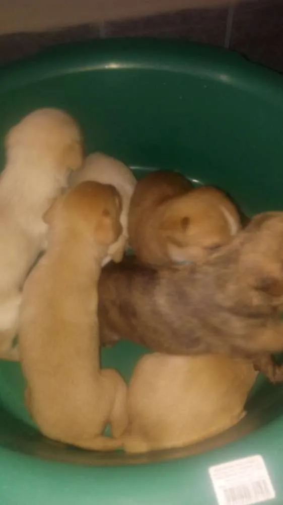 Cachorro ra a Mãe labradora misturada idade Abaixo de 2 meses nome Filhotes