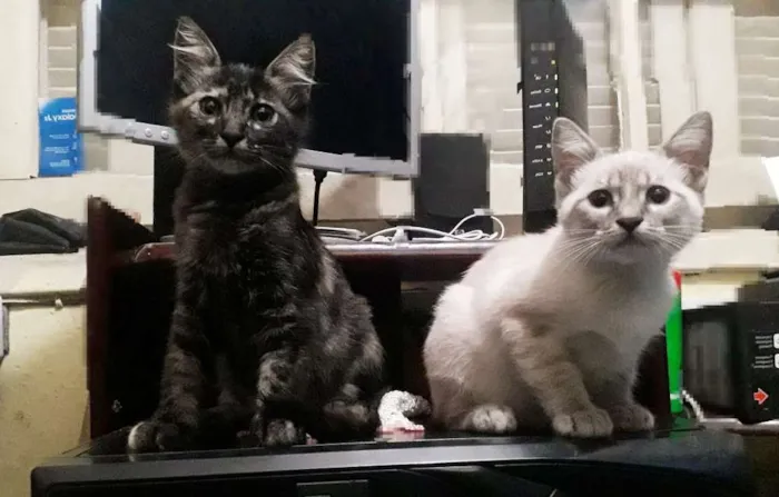 Gato ra a indefinida idade 2 a 6 meses nome prestusco/branquinha