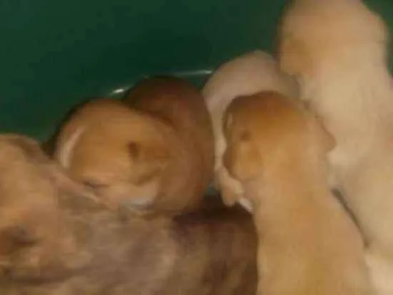 Cachorro ra a Mãe labradora misturada idade Abaixo de 2 meses nome Filhotes