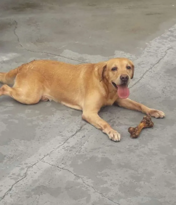 Cachorro ra a Labrador idade 6 ou mais anos nome Faustão