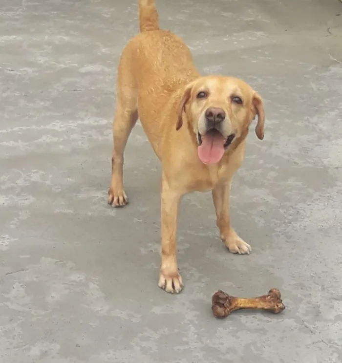 Cachorro ra a Labrador idade 6 ou mais anos nome Faustão