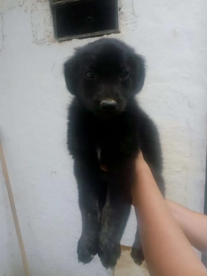 Cachorro ra a Indefinida  idade 2 a 6 meses nome Pretinha 