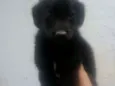 Pretinha