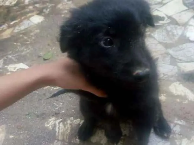 Cachorro ra a Indefinida  idade 2 a 6 meses nome Pretinha 