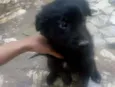Pretinha