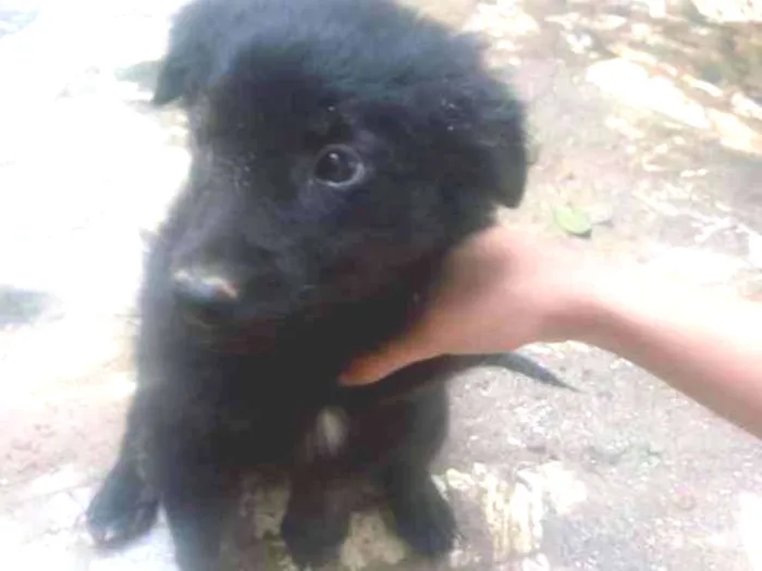 Cachorro ra a Indefinida  idade 2 a 6 meses nome Pretinha 