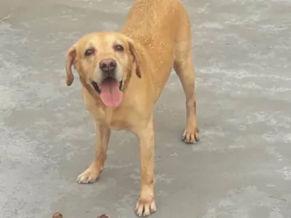 Cachorro raça Labrador idade 6 ou mais anos nome Faustão