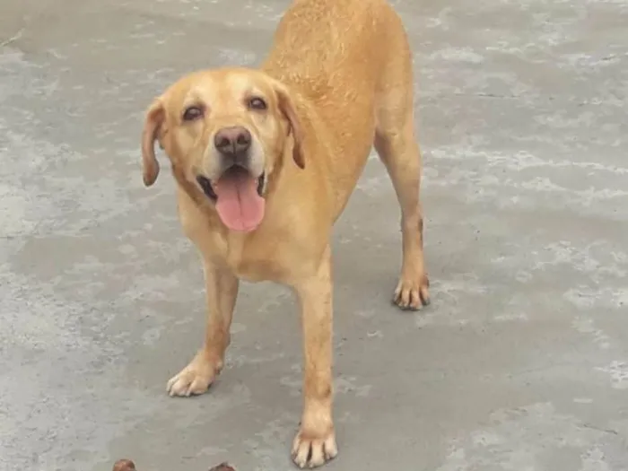 Cachorro ra a Labrador idade 6 ou mais anos nome Faustão