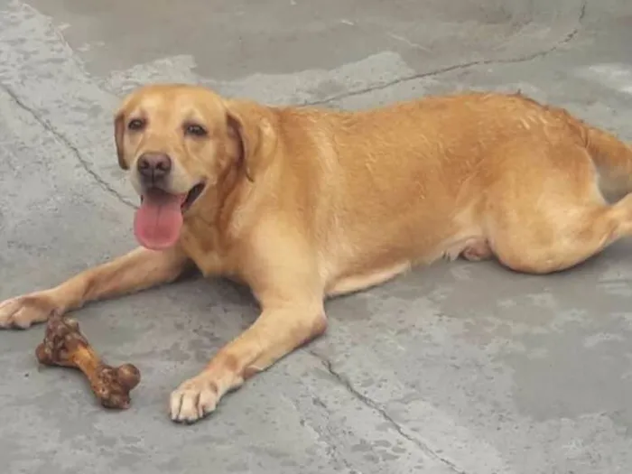 Cachorro ra a Labrador idade 6 ou mais anos nome Faustão