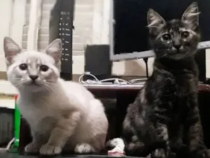 Gato raça indefinida idade 2 a 6 meses nome prestusco/branquinha