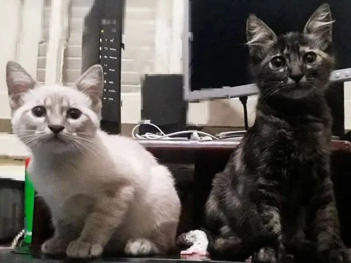 Gato ra a indefinida idade 2 a 6 meses nome prestusco/branquinha