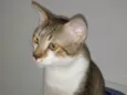 Tom