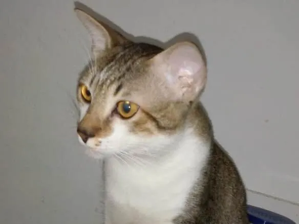 Gato ra a Srd idade 7 a 11 meses nome Tom