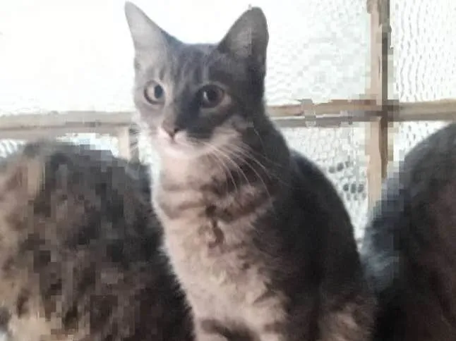 Gato ra a indefinida idade 7 a 11 meses nome faniquita