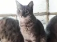 faniquita