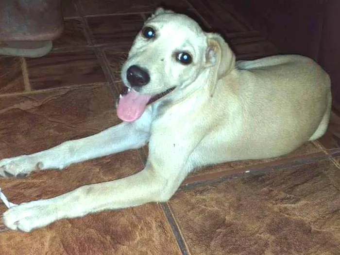 Cachorro ra a Viralata idade 2 a 6 meses nome Babi