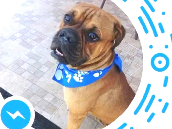 Cachorro ra a Box idade 2 a 6 meses nome Kadaf