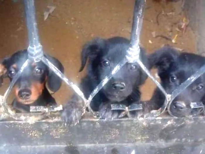 Cachorro ra a Basset  (salsicha)  idade 2 a 6 meses nome Pretinha,princesa 